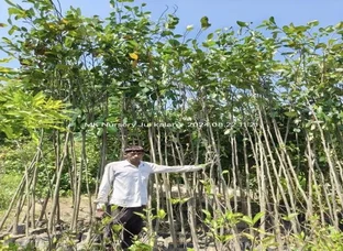 10 से 15 फिट का कटहल