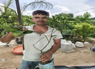 मौसंबी का पौधा उपलब्ध है