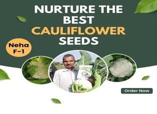 F-1 Cauliflower Seeds