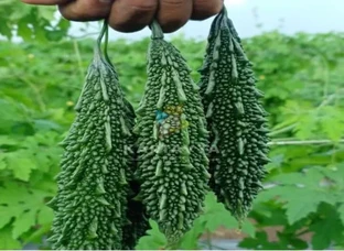 Duty Seeds Mahi Karela