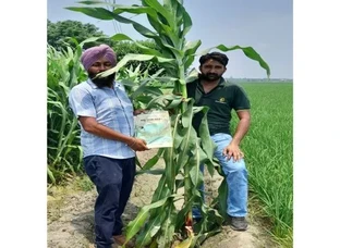 Hari bhari Gold+ Field Performance 2024