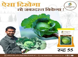 Rudra 55 - आकर्षक पत्तागोभी सीड्स