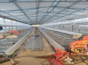 Poultry farm Construction