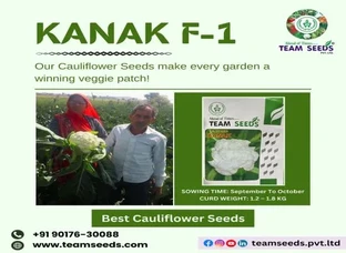 Harvest the Best with Kanak F-1 Cauliflower Seeds