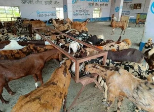 प्रेगनेट बकरिया खरीदे