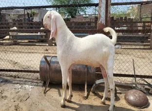 Sojat Breeder Goat