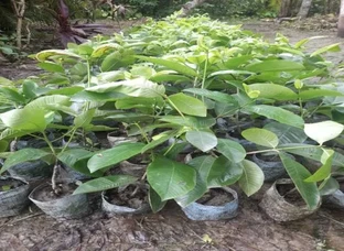 कपुर का पौधा-हीगं का पौधा