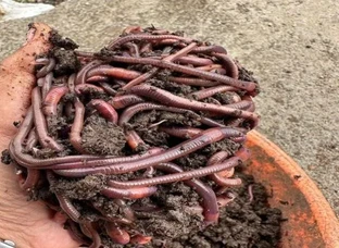 for vermicompost and earthworm