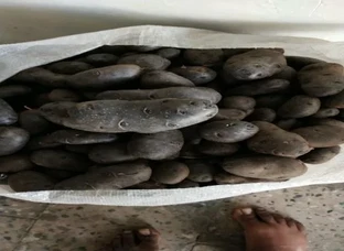 Black potato seed available