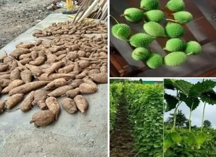 Kantola Roots Available