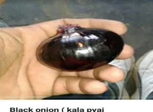 Black onion seeds available