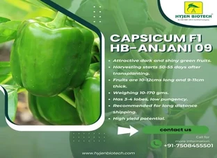 Capsicum F1 HB-ANJANI 09 Seed