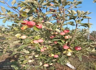 Apple plants available to grow in sunny area