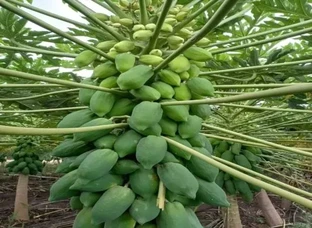 15 number papaya plant's and seeds available