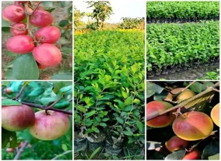 Kashmiri red Apple ber,  Ball Sinduri Apple ber,  Green Apple ber