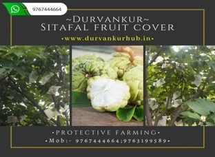 Custard Apple (Sitafal) Fruit Cover Available