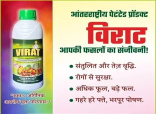 विराट - कपास की फसल के लिए वरदान!