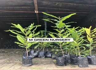 Macadamia Nut plants are available