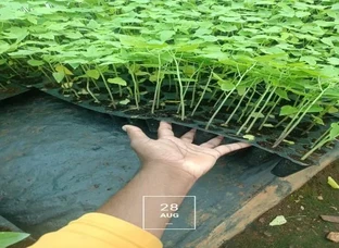 Papaya red lady saplings available