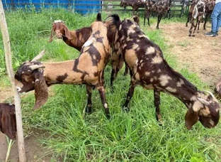 Sirohi Female Second Pregnant Goat Available