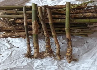 Bamboo stamps are available