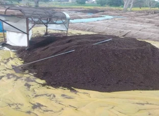 ऑस्ट्रेलिया प्रजाति के सबसे बेस्ट केंचुए