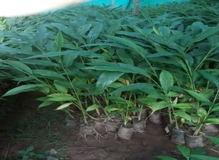 Cardamom Plants Available