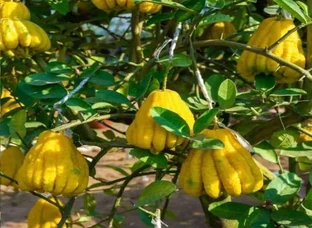 Budhdha Lemon Plant