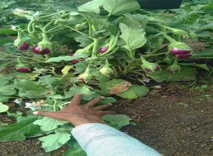 Bringel Plant available