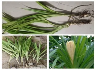 Thalambu plants for sale