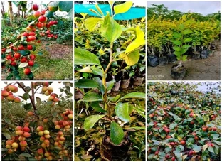 Kasmire Red Apple Ber Plant Available