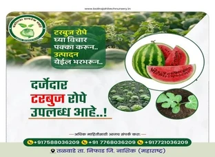 Quality watermelon saplings are available