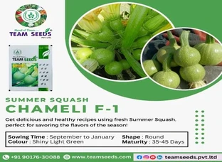 Grow Your Own Freshness with Chameli F-1 Summer Squash