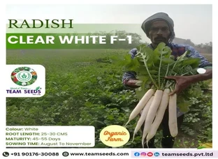 Harvest the Best with CLEAR WHITE F-1 Radish!