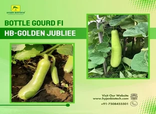 Bottle Gourd F1 HB- Golden Jubliee-Loki seeds