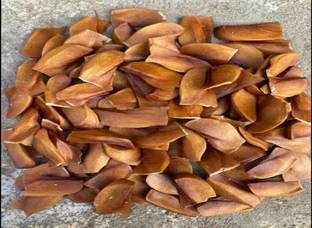 Mahogany Seed