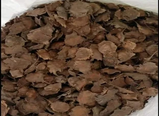 Red Sandalwood Seed