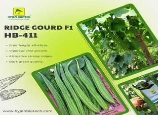 तोरी (Ridge Gourd) के बीज