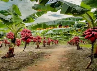 Red Banana Plants are Available