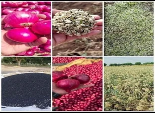 नाशिक लाल प्याज का बरसाती कण