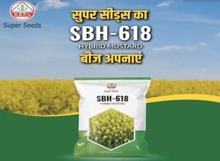 SBH-618 Hybrid Mustard Seeds of Super Seeds