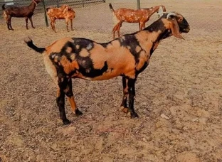 Sirohi Female Second Pregnant Available