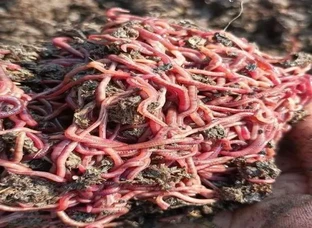 Best kenchuas for making Vermi compost