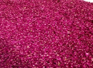 Rose Petals