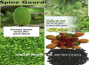 Kantola Seeds/Fruits