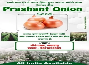 नासिक लाल प्याज का बीज