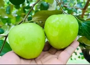 Thai Green apple bear plant available