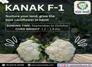KANAK F-1 Cauliflower - Grow the Best in Your Fields