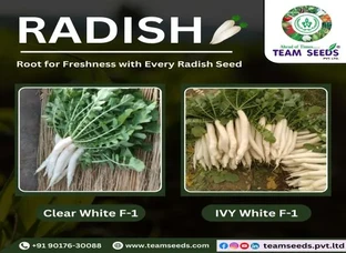 Clear White F-1 & Ivy White F-1 Radish Seeds