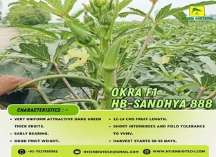 Okra F1 HB-Sandhya 888 Seeds